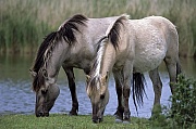 Konik - Hengste grasen am Ufer eines Teiches - (Waldtarpan - Rueckzuechtung), Equus ferus caballus - Equus ferus ferus, Heck Horse stallions graze at pondside - (Tarpan - breeding back)