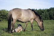 Konik - Hengstfohlen ruht neben der grasenden Stute - (Waldtarpan - Rueckzuechtung), Equus ferus caballus - Equus ferus ferus, Heck Horse colt rests next to the mare - (Tarpan - breeding back)