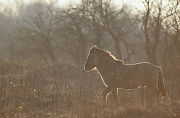 Konik - Hengst steht im Gegenlicht und beobachtet aufmerksam seine Herde - (Waldtarpan - Rueckzuechtung), Equus ferus caballus - Equus ferus ferus, Heck Horse stallion stands in backlight and observes alert his herd - (Tarpan - breeding back)