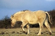 Konik - Fohlen aest auf einer Wiese im Licht der Abendsonne - (Waldtarpan - Rueckzuechtung), Equus ferus caballus - Equus ferus ferus, Heck Horse foal grazes on a meadow in evening light - (Tarpan - breeding back)