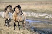 Konik - Hengst und Stute stehen an einem Flussufer - (Waldtarpan - Rueckzuechtung), Equus ferus caballus - Equus ferus ferus, Heck Horse stallion and mare stand at a riverbank - (Tarpan - breeding back)