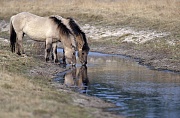 Konik - Hengst und Stute stehen trinkend an einem Flussufer - (Waldtarpan - Rueckzuechtung), Equus ferus caballus - Equus ferus ferus, Heck Horse stallion and mare drinks at a riverbank - (Tarpan - breeding back)