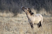 Konik - Einjaehriger Hengst steht flehmend auf einer Wiese - (Waldtarpan - Rueckzuechtung), Equus ferus caballus - Equus ferus ferus, Heck Horse stallion one year old stands flehming on a meadow - (Tarpan - breeding back)
