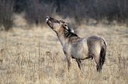 Konik - Einjaehriger Hengst steht flehmend auf einer Wiese - (Waldtarpan - Rueckzuechtung), Equus ferus caballus - Equus ferus ferus, Heck Horse stallion one year old stands flehming on a meadow - (Tarpan - breeding back)