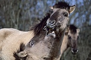 Konik - Junge Hengste suchen spielerisch Kontakt - (Waldtarpan - Rueckzuechtung), Equus ferus caballus - Equus ferus ferus, Heck Horse stallions search playfully contact - (Tarpan - breeding back)