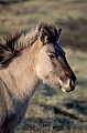 Konik - Portraet eines Fohlen im letzten Abendlicht - (Waldtarpan - Rueckzuechtung), Equus ferus caballus - Equus ferus ferus, Portrait of a Heck Horse foal in last evening light - (Tarpan - breeding back)