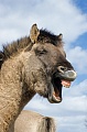 Konik - Hengst wiehernd vor blauem Himmel - (Waldtarpan - Rueckzuechtung), Equus ferus caballus - Equus ferus ferus, Heck Horse stallion neighs in front of blue sky - (Tarpan - breeding back)