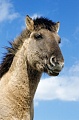 Konik - Hengstportraet gegen den blauen Himmel - (Waldtarpan - Rueckzuechtung), Equus ferus caballus - Equus ferus ferus, Portrait of a Heck Horse stallion - (Tarpan - breeding back)