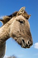 Konik - Portraet eines Fohlen vor blauem Himmel - (Waldtarpan - Rueckzuechtung), Equus ferus caballus - Equus ferus ferus, Portrait of a Heck Horse foal in front of blue sky - (Tarpan - breeding back)