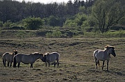 Konik - Hengst und Stuten stehen auf einem Magerrasenareal - (Waldtarpan - Rueckzuechtung), Equus ferus caballus - Equus ferus ferus, Heck Horse stallion and mares stand on a neglected grassland area - (Tarpan - breeding back)