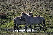Konik - Stuten streiten sich um die Rangordnung - (Waldtarpan - Rueckzuechtung), Equus ferus caballus - Equus ferus ferus, Heck Horse mares wrangle for hierachy - (Tarpan - breeding back)