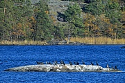 Great Cormorant breeds on rockbound coasts and also in inland at lakes and rivers  -  (Black Cormorant - Photo Great Cormorants resting on a rock in the swedish archipelago)