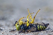 Kreiselwespen sind in Deutschland sehr selten und eine besonders geschuetzte Art  -  (Foto Ameisen an einer toten Kreiselwespe), Bembix rostrata, Bembix rostrata is a protected species of sand wasp  -  (Photo Bembix rostrata killed by ants)