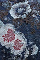 Ophioparma ventosa gehoert zur Gattung der Krustenflechten die weltweit mit nur 2 Arten vertreten sind, Ophioparma ventosa  -  (Haematomma ventosum), Alpine Bloodspot Lichen is a genus of crustose lichen and is represented worldwide only with 2 species