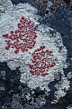 Die Krustenflechte Ophioparma ventosa hat auffaellig rote Apothecien (Fruchtkoerper), Ophioparma ventosa  -  (Haematomma ventosum), The Alpine Bloodspot Lichen has deep red apothecia