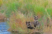 Kuestenbraunbaeren sind Allesfresser  -  (Grizzlybaer - Foto Kuestenbraunbaer Jungbaeren am Brooks River)