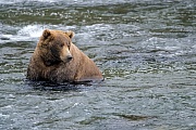 Coastal Brown Bear is a very large brown bear subspecies  -  (Alaska Peninsula Brown Bear - Photo Coastal Brown Bear hunts salmon)