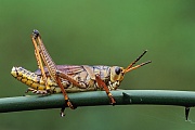 Romalea microptera gehoert zur Familie der Kurzfuehlerschrecken und die Weibchen koennen eine Koerperlaenge von 8cm erreichen  -  (Foto ausgewachsenes Maennchen), Romalea microptera, Eastern Lubber Grasshopper, the female can reach nearly 8cm in size  -  (Photo adult male)