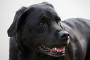 Labrador Retriever ist eine der beliebtesten Hunderassen in Grossbritanien und in den USA - (Foto - Portraet einer sehr alten Huendin), Canis lupus familiaris, Labrador is one of the most popular breeds of dog in the UK and the US - (Photo portrait of a very old she-dog)