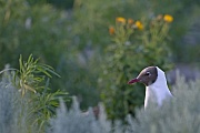 Lachmoewen sind nach 2 Lebensjahren ausgewachsen  -  (Foto Lachmoewe Altvogel in der Brutkolonie), Chroicocephalus ridibundus - (Larus ridibundus), Black-headed Gull takes two years to reach maturity  -  (Common Black-headed Gull - Photo Black-headed Gull adult bird in the breeding colony)