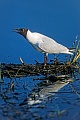 Black-headed Gull is an opportunistic feeder  -  (Common Black-headed Gull - Photo Black-headed Gull adult bird in the breeding colony)