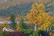 Herbstlandschaft mit Birken am Groevelsjoen, Dalarnas Laen - Alvdalen, Autumn landscape Groevelsjoen