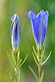Der Lungen-Enzian wurde als erste Wildblume in Deutschland zur BLUME DES JAHRES 1980 gewaehlt und ist durch die Bundesartenschutzverordnung besonders geschuetzt, Gentiana pneumonanthe, The Marsh Gentian was the first wildflower announced as FLOWER OF THE YEAR in Germany in 1980