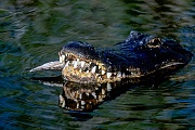 Mississippi-Alligator, die Paarungszeit beginnt im Fruehjahr  -  (Hechtalligator - Foto Mississippi-Alligator mit Florida-Knochenhecht), Alligator mississippiensis  -  Lepisosteus platyrhincus, American Alligator, the breeding season begins in the spring  -  (Common Alligator - Photo American Alligator with Florida Gar)