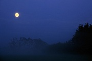 Vollmond ueber einem Fichtenwald, Wacken  -  Kreis Steinburg  -  Schleswig-Holstein, Full moon over spruce forest