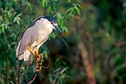 Nachtreiher, das Gelege besteht aus 3 - 8 Eiern  -  (Foto Nachtreiher im Brutkleid), Nycticorax nycticorax, Black-crowned Night Heron, the female lays 3 to 8 eggs  -  (Night Heron - Photo Black-crowned Night Heron in breeding plumage)