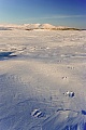 Elchspuren auf dem zugefrorenen Tornetraesk See, Tornetraesk  -  Abisko-Nationalpark, Moose tracks on frozen lake Tornetraesk