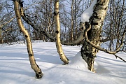 Birken im Winter, Abisko-Nationalpark  -  Norrbottens Laen, Birches in winter