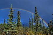 Regenboegen ueber der herbstlichen Tundra, Denali Nationalpark  -  Alaska, Rainbows over the tundra in indian summer
