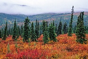 Tundralandschaft mit Zwergbirken und Fichten im Herbst, Denali Nationalpark  -  Alaska, Tundra landscape with Dwarf Birches and spruces in indian summer