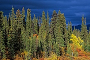 Tundralandschaft mit Fichten im Herbst, Denali Nationalpark  -  Alaska, Tundra landscape with spruces in indian summer
