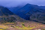 Dall-Schafe an den Flanken der Alaska-Bergkette in herbstlicher Tundra, Denali Nationalpark  -  Alaska, Dall Sheeps at mountainside of the Alaska range in autumnal tundra landscape