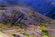 Dall-Schafe an den Flanken der Alaska-Bergkette in herbstlicher Tundra, Denali Nationalpark  -  Alaska, Dall Sheeps at mountainside of the Alaska range in autumnal tundra landscape