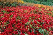 Tundralandschaft mit Alpenbaerentrauben im Herbst, Denali Nationalpark  -  Alaska, Tundra landscape with Alpine Bearberry in autumn