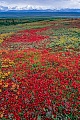Tundralandschaft mit Alpenbaerentrauben im Herbst, Denali Nationalpark  -  Alaska, Tundra landscape with Alpine Bearberry in indian summer