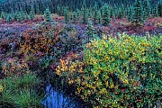 Weiss-Fichten in herbstlicher Tundralandschaft, Denali Nationalpark  -  Alaska, White Spruces and tundra landscape in fall