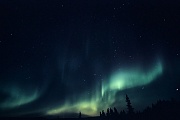 Nordlichter tanzen am Nachthimmel, Denali Nationalpark  -  Alaska, Northern Lights at night sky