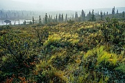 Biberburg und Biberdamm in der Tundra, Denali Nationalpark  -  Alaska, Beaver lodge and beaver dam in the tundra
