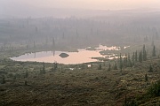Biberburg und Biberdamm in der Tundra, Denali Nationalpark  -  Alaska, Beaver lodge and beaver dam in the tundra
