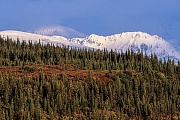 Neuschnee auf den Bergen der Alaskabergkette, Denali Nationalpark  -  Alaska, Fresh snow on the mountains of the Alaska range