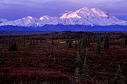 Denali und herbstliche Tundralandschaft im Abendlicht, Denali Nationalpark  -  Alaska, Denali and tundra landscape in indian summer at dusk