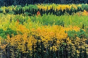 Zitterpappeln im Herbst, Denali Nationalpark  -  Alaska, Quaking Aspen in autumn