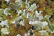 Nephroma arcticum waechst auf moosigem Boden oder auf Felsen, Nephroma arcticum, The Arctic Kidney Lichen grows on mossy ground or rocks