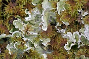 Nephroma arcticum gehoert zur Gattung der Blattflechten, Nephroma arcticum, The Arctic Kidney Lichen belongs to the genus of foliose lichens