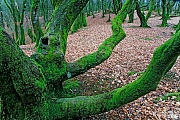 Rotbuchen im Maerchenwald - Troldeskoven, Nationalpark Rebild Bakker  -  Nordjylland, Common Beeches in the fairytale forest Troldeskoven
