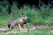 Grosser Pampashase, die Tragzeit betraegt circa 100 Tage  -  (Grosser Mara - Foto Grosser Pampashase Alttier und Jungtier am Hoehleneingang), Dolichotis patagonum, Patagonian Mara, the gestation period is around 100 days  -  (Patagonian Cavy - Photo Patagonian Mara adult and juvenile at the entrance of the burrow)